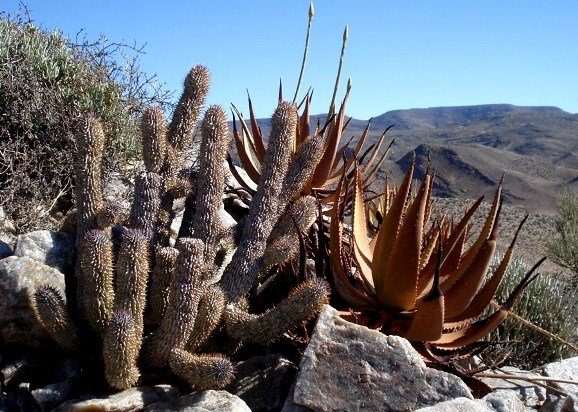 Hoodia alstonii