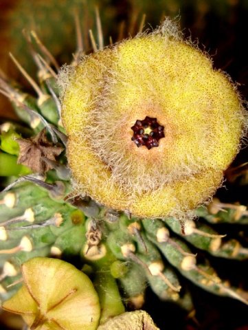 Hoodia dregei