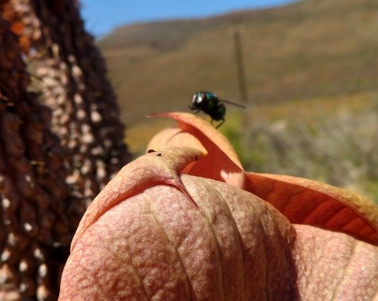 Hoodia gordonii corolla lobe tip under scrutiny