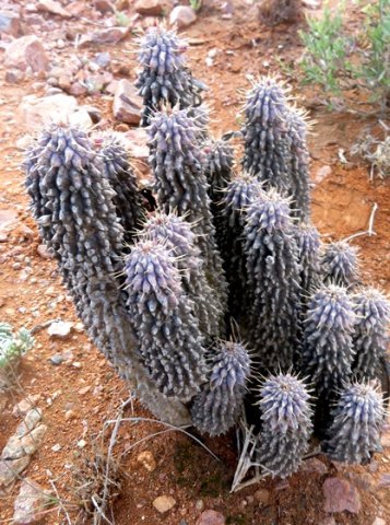 Hoodia