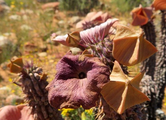 Hoodia gordonii arriving and departing