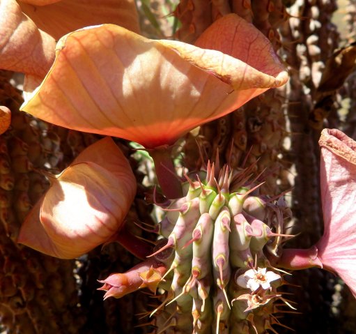 Hoodia gordonii before and after