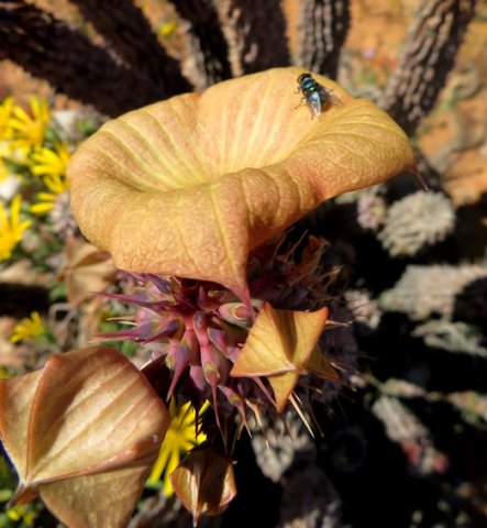 Hoodia gordonii crowded stem-tip