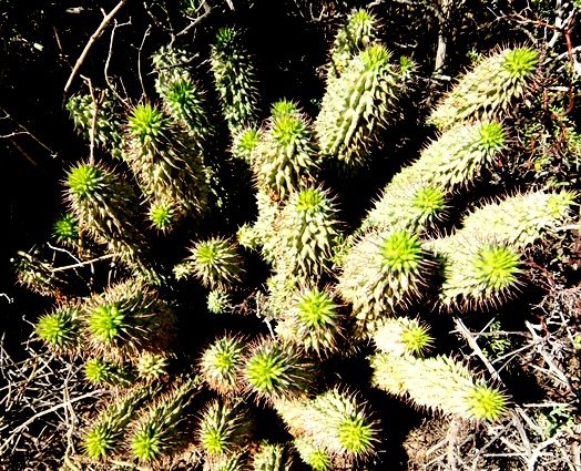 Hoodia gordonii green-topped