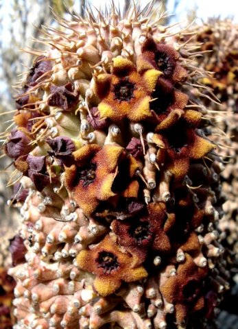 Hoodia pilifera subsp. pilifera flowers