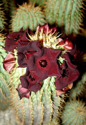 Hoodia pilifera subsp. annulata