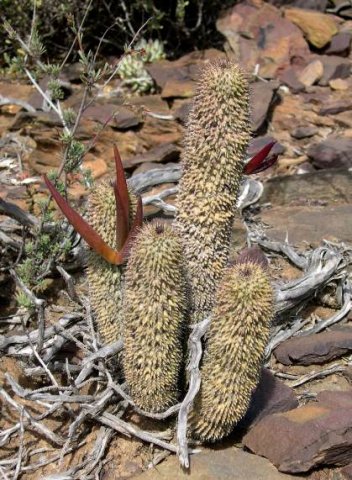 Hoodia pilifera subsp. pilifera follicles