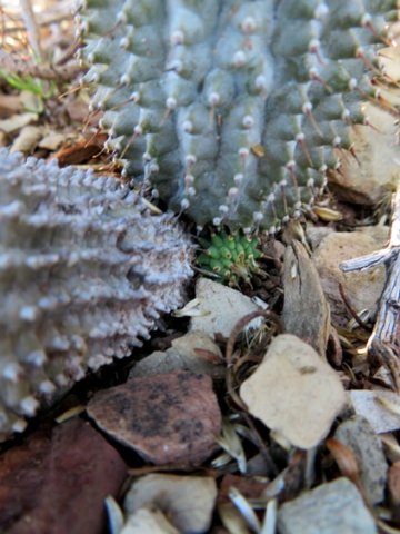 Hoodia pilifera subsp. pilifera new stem