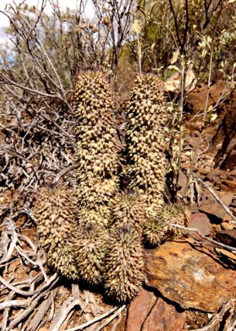 Hoodia pilifera subsp. pilifera