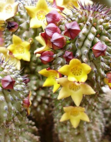 Hoodia grandis