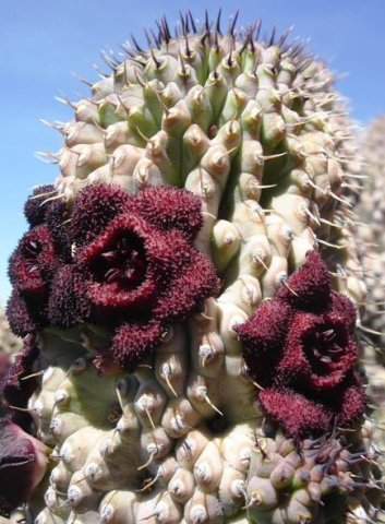 Hoodia pilifera subsp. annulata