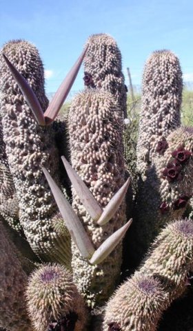 Hoodia pilifera subsp. annulata follicles