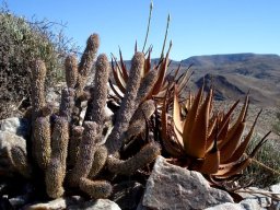 Hoodia