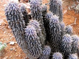 Hoodia