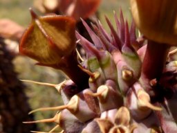 Hoodia gordonii spiky hairdo