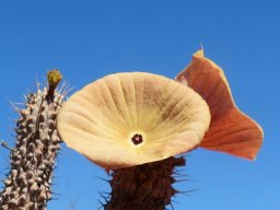 Hoodia gordonii front, profile and infancy