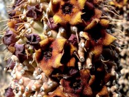 Hoodia pilifera subsp. pilifera flowers