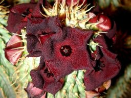 Hoodia pilifera subsp. annulata