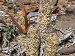Hoodia pilifera subsp. pilifera follicles