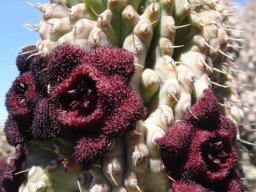 Hoodia pilifera subsp. annulata