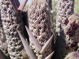 Hoodia pilifera subsp. annulata follicles