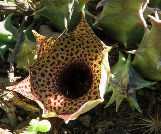 Huernia barbata subsp. barbata flower