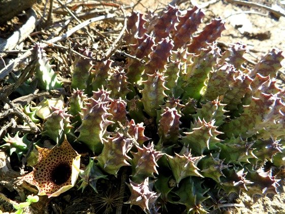 Huernia barbata subsp. barbata