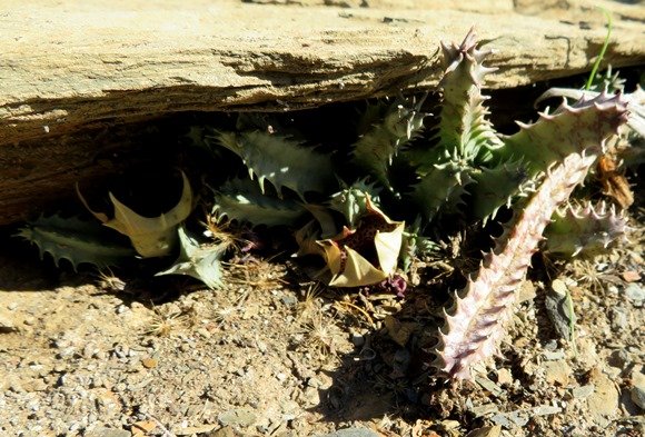 Huernia barbata subsp. barbata living as a troglodyte 