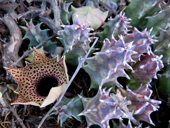 Huernia barbata subsp. barbata stems, flower and bud