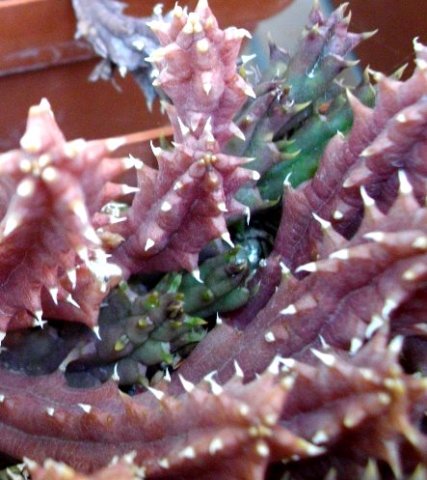 Huernia hislopii subsp. hislopii