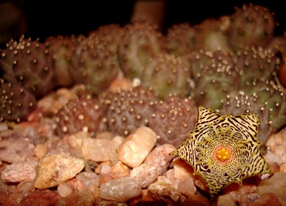 Huernia kennedyana