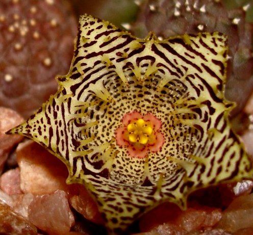 Huernia kennedyana flower