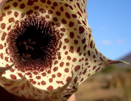 Huernia kirkii flower