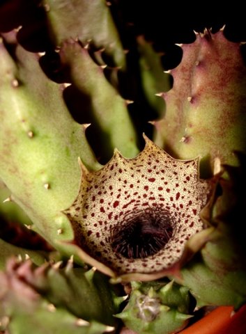 Huernia kirkii