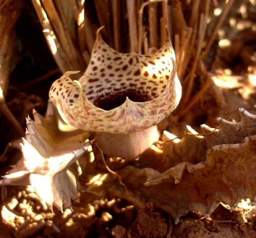 Huernia kirkii old, but hanging in