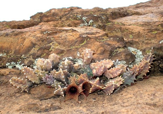 Huernia loeseneriana
