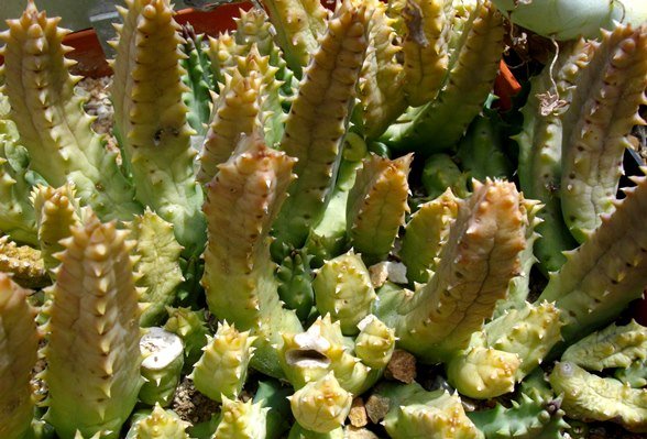 Huernia loeseneriana in the lap of luxury