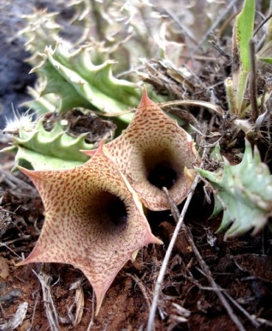 Huernia longituba subsp. longituba