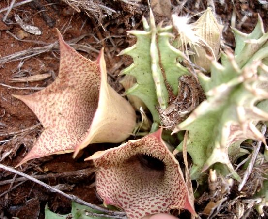 Huernia longituba subsp. longituba