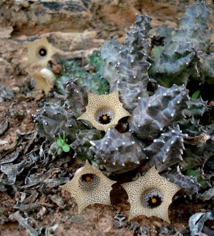 Huernia namaquensis stems
