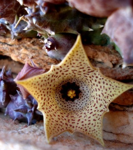 Huernia namaquensis spotted flower