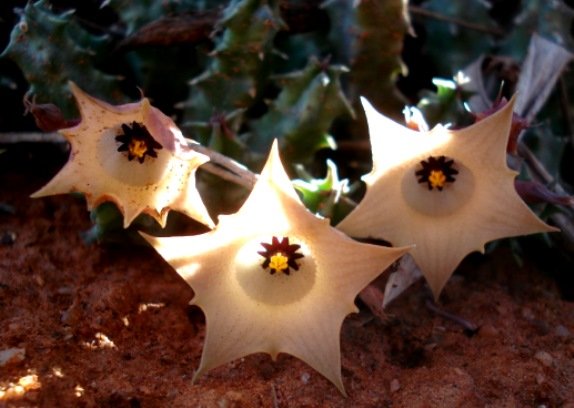 Huernia namaquensis responding to sun