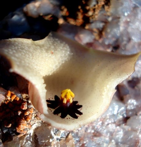 Huernia namaquensis flower dissected