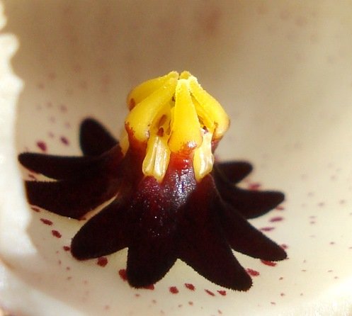 Huernia namaquensis coronas