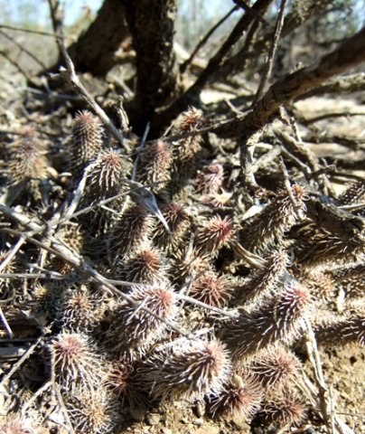Huernia pillansii