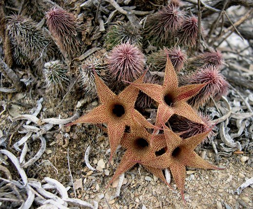 Huernia pillansii flowering
