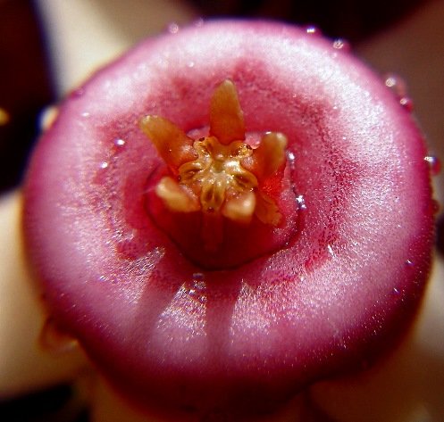 Huernia procumbens floral annulus