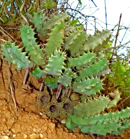 Huernia stapelioides stems