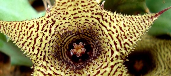 Huernia stapelioides flower centre