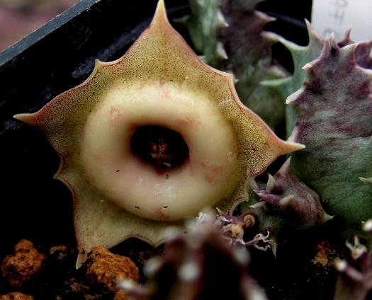 Huernia thudichumii or H. humilis